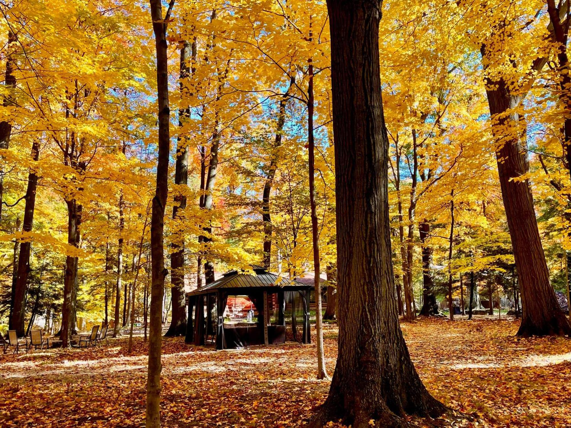 Log Cabin - Natures Oasis - Fire Pit & Gazebo クリーブランド エクステリア 写真